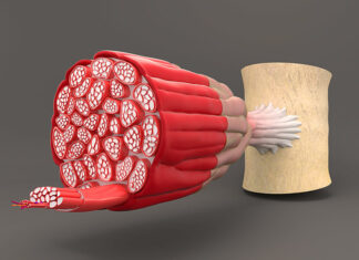Preserving autophagy protects from muscle aging Preserving autophagy protects from muscle aging