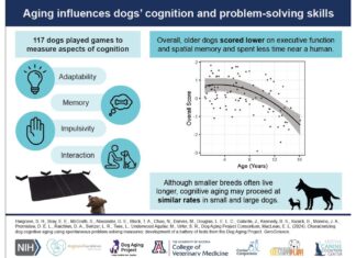 New Study Uncovers Key Findings on Cognitive Aging in Dogs New Study Uncovers Key Findings on Cognitive Aging in Dogs
