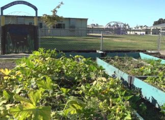 School nutrition program to get kids excited about healthy eating sees success in Yuba City School nutrition program to get kids excited about healthy eating sees success in Yuba City