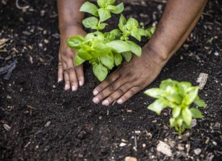 The Micronutrient Dubbed the ‘Longevity Element’ The Micronutrient Dubbed the 'Longevity Element'