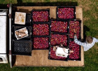 What Is the Planetary Health Diet? And Is the PHD Right for You? What Is the Planetary Health Diet? And Is the PHD Right for You?