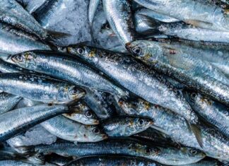 Why the Sardine Diet Isn’t a Healthy Way to Lose Weight Why the Sardine Diet Isn’t a Healthy Way to Lose Weight