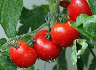 Anti Aging Foods: 6 anti-aging foods to reverse the clock | Anti Aging Foods: 6 anti-aging foods to reverse the clock |