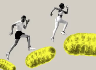 New Studies Say Mitochondria May Be Key to Healthy Aging—Here’s How New Studies Say Mitochondria May Be Key to Healthy Aging—Here's How