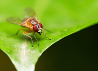 Brain Aging Reversed in Fruit Flies by Suppressing F-Actin, Restoring Autophagy Brain Aging Reversed in Fruit Flies by Suppressing F-Actin, Restoring Autophagy