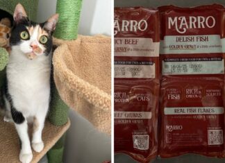 I fed my cat a human-grade diet for a month and this is what happened I fed my cat a human-grade diet for a month and this is what happened