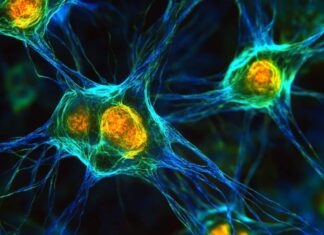 Key Enzyme Found to Drive Inflammation in Aging Cells Neuroscience News logo for mobile.