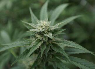 Medical Marijuana Availability Improves Mental Health In Older People, Research Finds Medical Marijuana Availability Improves Mental Health In Older People, Research Finds