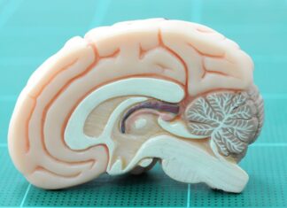 New Initiative To Fuel Neuroscience And Aging Research New Initiative To Fuel Neuroscience And Aging Research