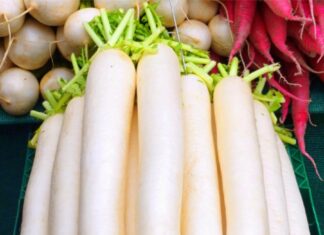 Mooli benefits: 8 healthy reasons to consume 1 radish every day Mooli benefits: 8 healthy reasons to consume 1 radish every day