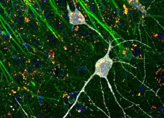 Study suggests middle age as a pivotal period for brain health Snapshot of a specialised nerve cell