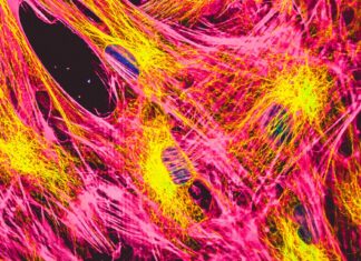 Tweak to common cell protein gene extends healthy lifespan by 30% Tweak to common cell protein gene extends healthy lifespan by 30%