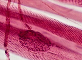 Protecting Your Muscle Mass Is Vital For Healthy Aging – Here’s Why : ScienceAlert Protecting Your Muscle Mass Is Vital For Healthy Aging – Here's Why : ScienceAlert