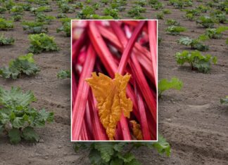 Mix rhubarb into a healthy fruit and vegetable smoothie or a colorful salsa for impressive benefits Mix rhubarb into a healthy fruit and vegetable smoothie or a colorful salsa for impressive benefits