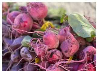 9 reasons to eat beetroot daily 9 reasons to eat beetroot daily