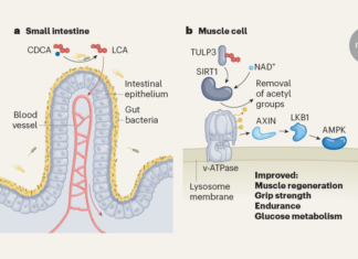 A bile acid could explain how calorie restriction slows ageing A bile acid could explain how calorie restriction slows ageing