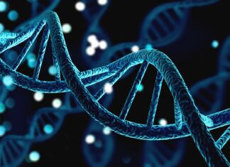 Genetic shifts in reproductive traits link to aging and health risks Study: Genetics of female and male reproductive traits and their relationship with health, longevity and consequences for offspring. Image Credit: Billion Photos / Shutterstock
