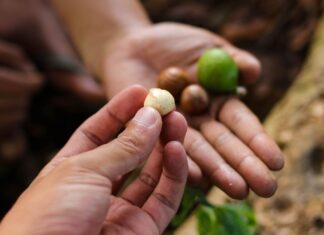 What Happens to Your Body When You Eat Macadamia Nuts Regularly What Happens to Your Body When You Eat Macadamia Nuts Regularly