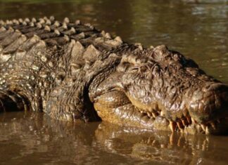 124-year-old crocodile challenges everything we know about aging 124-year-old crocodile challenges everything we know about aging