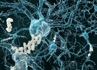 Breakthrough in protein homeostasis offers potential for preventing Alzheimer’s Breakthrough in protein homeostasis offers potential for preventing Alzheimer’s