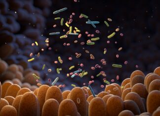 Gut microbes revealed as hidden drivers of aging and cellular decline Study: Gut microbial-derived phenylacetylglutamine accelerates host cellular senescence. Image Credit: Tatiana Shepeleva / Shutterstock