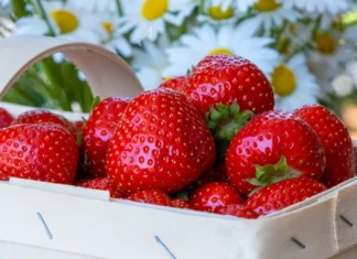Can Strawberries Slow Down Aging? Exploring Their Impact on Brain, Heart, And Gut Health Strawberries in a basket