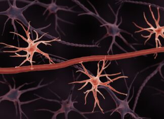 Scientists uncover how a sugar shield in brain blood vessels protects against aging and disease Study: Glycocalyx dysregulation impairs blood–brain barrier in ageing and disease. Image Credit: ART-ur / Shutterstock