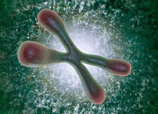 Telomere Length Linked to Age-Related Brain Diseases Telomere Length Linked to Age-Related Brain Diseases