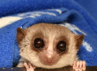 Dwarf Lemurs Combat Aging During Hibernation by Reversing Their Cellular Clocks What lemurs can teach us about healthy aging