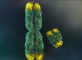 Inflammation found to impact telomere length more than diet or exercise Inflammation found to impact telomere length more than diet or exercise