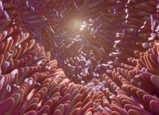 Your Gut Bacteria Might Hold the Secret to a Longer, Healthier Life Your Gut Bacteria Might Hold the Secret to a Longer, Healthier Life