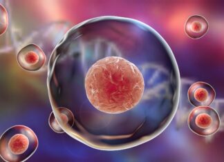 Microplastics may cause premature aging at a cellular level Microplastics may cause premature aging at a cellular level