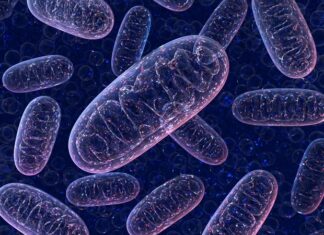 Mitochondria found to fuel dangerous growth in aging blood stem cells Mitochondria found to fuel dangerous growth in aging blood stem cells