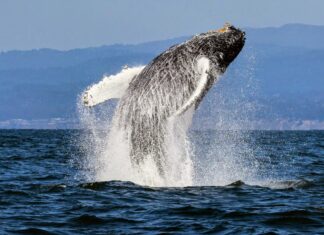 Protein tweaks may hold the secret to healthy aging Protein tweaks may hold the secret to healthy aging