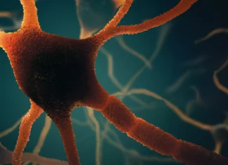 Frontiers | Healthy aging in rats is associated with a decline in the ability to inhibit maladaptive responses, but not in measures of self-control by delayed gratification Frontiers | Healthy aging in rats is associated with a decline in the ability to inhibit maladaptive responses, but not in measures of self-control by delayed gratification