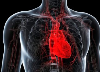 Your Heart May Be Aging Faster Than You Realize – Are You at Risk? Your Heart May Be Aging Faster Than You Realize – Are You at Risk?